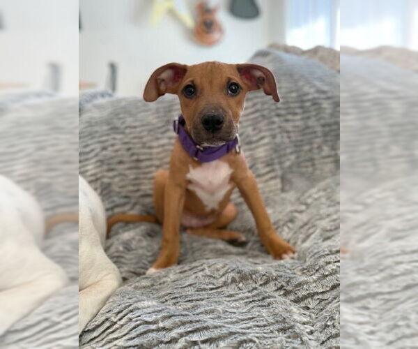 Medium Photo #5 American Pit Bull Terrier-Labrador Retriever Mix Puppy For Sale in Brewster, NY, USA