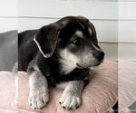 Small #3 Siberian Husky
