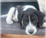 Small Photo #2 Border Collie-Unknown Mix Puppy For Sale in Tabernash, CO, USA