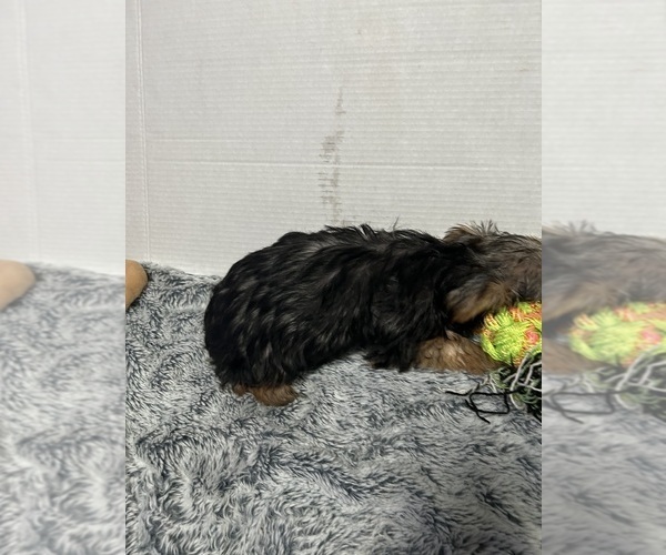 Medium Photo #4 Yorkshire Terrier Puppy For Sale in MARTIN, GA, USA