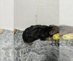 Small #3 Yorkshire Terrier