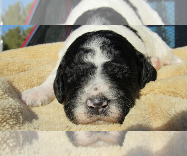 Medium Photo #6 Bernedoodle Puppy For Sale in BIG ROCK, IL, USA