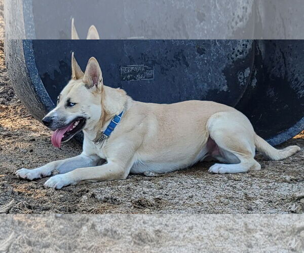 Medium Photo #2 Siberian Husky-Unknown Mix Puppy For Sale in Chico, CA, USA
