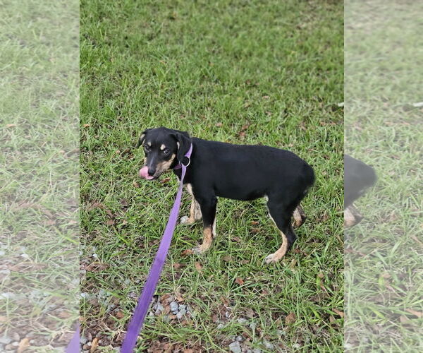 Medium Photo #9 Feist Terrier-Unknown Mix Puppy For Sale in Wakefield, RI, USA