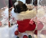 Small #19 Shih Tzu