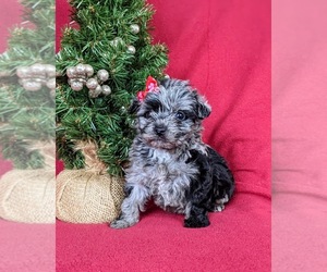 YorkiePoo Puppy for sale in LINCOLN UNIVERSITY, PA, USA