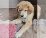 Small Photo #11 Chow Chow-German Shepherd Dog Mix Puppy For Sale in N POTOMAC, MD, USA