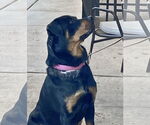 Small #2 Rottweiler Mix