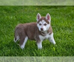 Image preview for Ad Listing. Nickname: Pepper