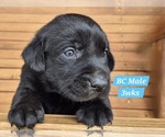 Puppy Black BC Labrador Retriever