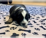 Small Photo #15 Australian Shepherd Puppy For Sale in SALISBURY, NC, USA