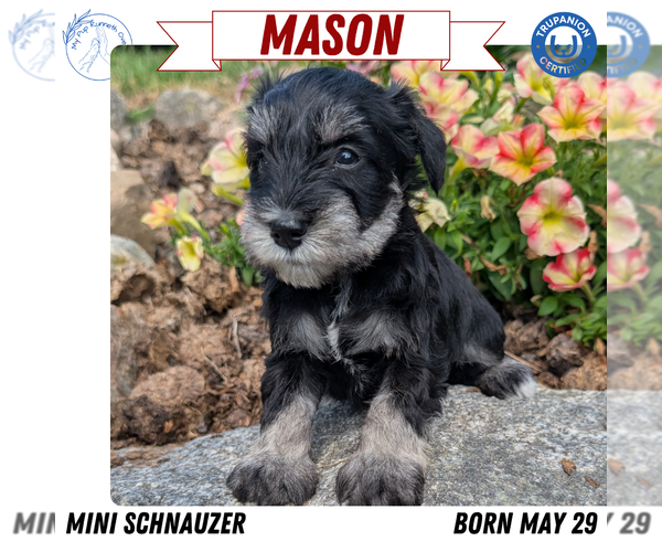 Medium Photo #34 Schnauzer (Miniature) Puppy For Sale in GOSHEN, IN, USA
