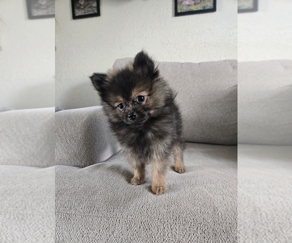 Medium Photo #21 Pomeranian Puppy For Sale in BRONSON, MI, USA