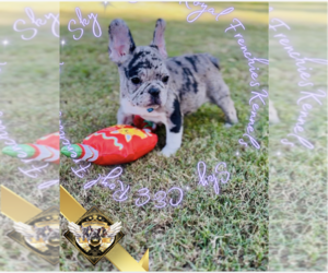 French Bulldog Puppy for sale in HARRISON, TN, USA