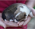 Small #1 Pembroke Welsh Corgi