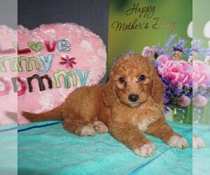 Goldendoodle-Poodle (Miniature) Mix Puppy for sale in FORT PLAIN, NY, USA