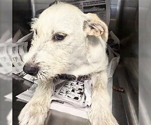 Mutt Dogs for adoption in Houston, TX, USA