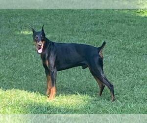 Father of the Doberman Pinscher puppies born on 08/20/2022
