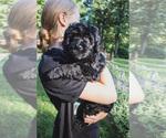 Small #3 Bernedoodle (Miniature)