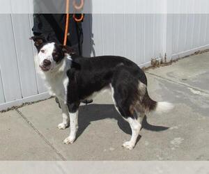 Australian Shepherd Dogs for adoption in Louisville, KY, USA