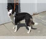 Small Australian Shepherd