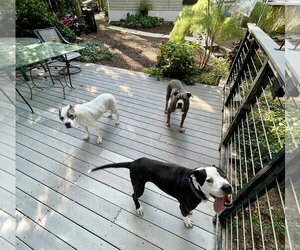 Paw Paw Walter - Male Mutt Dog for Adoption - Photo #5