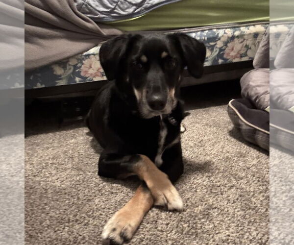 Medium Photo #4 Labrador Retriever-Unknown Mix Puppy For Sale in Fargo, ND, USA