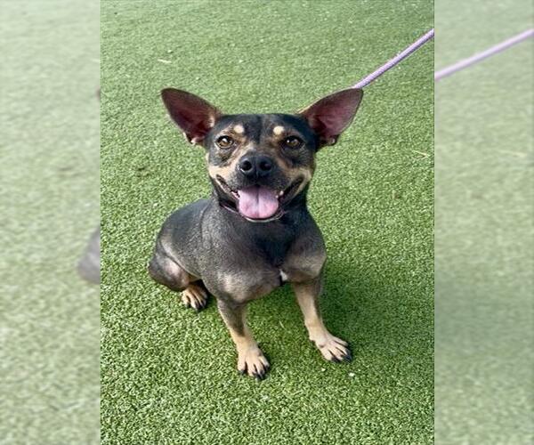 Medium Photo #3 Black Mouth Cur-Unknown Mix Puppy For Sale in Pasadena, TX, USA