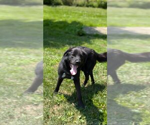 Labrador Retriever-Unknown Mix Dogs for adoption in Osgood, IN, USA