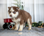Small #1 Siberian Husky