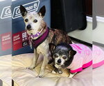 Taima - Female Rat-Cha Dog for Adoption - Small photo