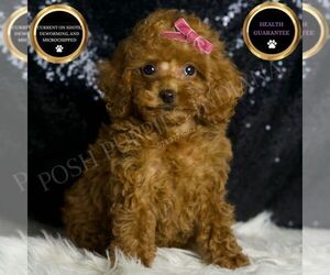 Poodle (Toy) Puppy for sale in WARSAW, IN, USA