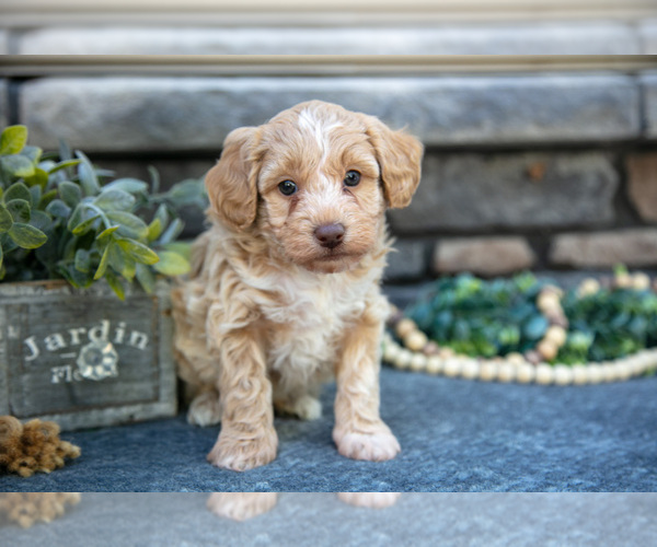 Medium Photo #1 Poovanese Puppy For Sale in SUGARCREEK, OH, USA