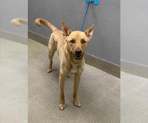 Mutt Dogs for adoption in Las Vegas, NV, USA