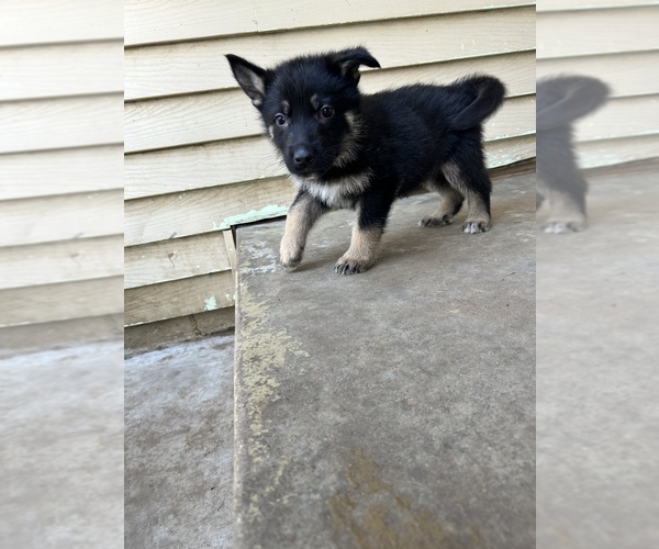 Medium Photo #5 German Shepherd Dog Puppy For Sale in FORT WORTH, TX, USA