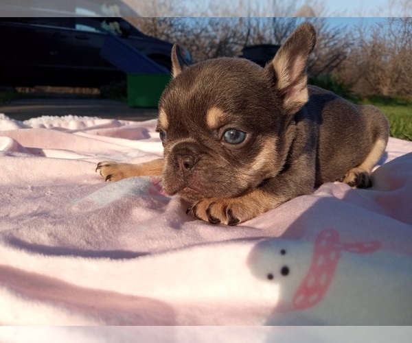 Medium Photo #1 French Bulldog Puppy For Sale in DOS PALOS, CA, USA