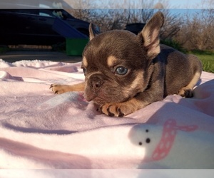 French Bulldog Puppy for sale in DOS PALOS, CA, USA