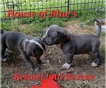 Small Photo #16 American Pit Bull Terrier Puppy For Sale in DELAWARE, OH, USA