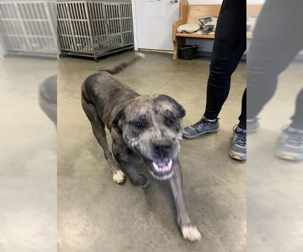 Medium Photo #1 American Bandogge mastiff Puppy For Sale in Fairfield, IL, USA