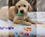 Puppy 6 Golden Labrador