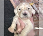 Small Photo #8 English Cream Golden Retriever Puppy For Sale in VACAVILLE, CA, USA