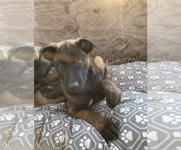Medium Photo #1 Belgian Malinois Puppy For Sale in CASCADE, WI, USA