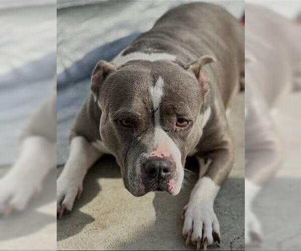 Medium Photo #2 American Staffordshire Terrier Puppy For Sale in Jackson Township, NJ, USA