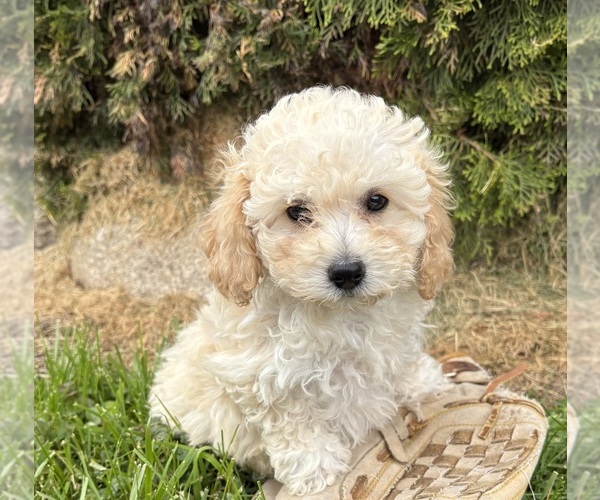 Medium Photo #2 Bichpoo Puppy For Sale in MIDDLEBURY, IN, USA