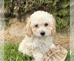 Small #1 Bichpoo