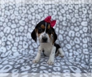 Beagle Puppy for Sale in LAKELAND, Florida USA