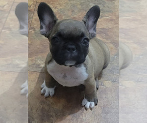 French Bulldog Puppy for sale in CORSICANA, TX, USA