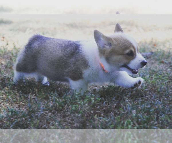 Medium Photo #7 Pembroke Welsh Corgi Puppy For Sale in FAIR GROVE, MO, USA