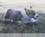 Small #6 Pembroke Welsh Corgi