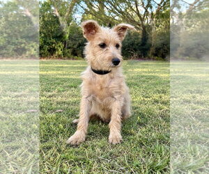Lennox - Male Mutt Dog for Adoption - Photo #3